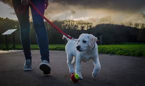 Štěně Labrador 